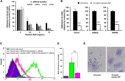 Soluble Non-Starch Polysaccharides From Plantain (Musa x paradisiaca L.) Diminish Epithelial Impact of Clostridioides difficile